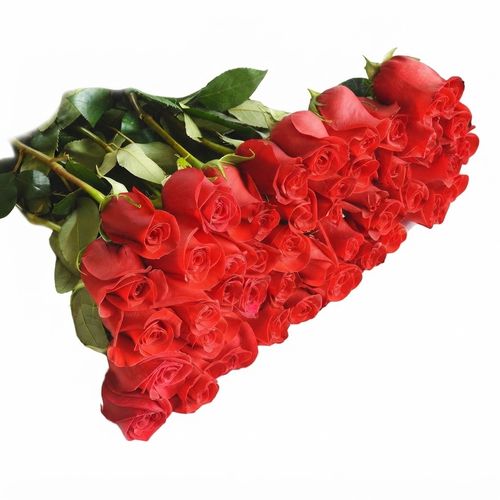 Red roses, fifty stems