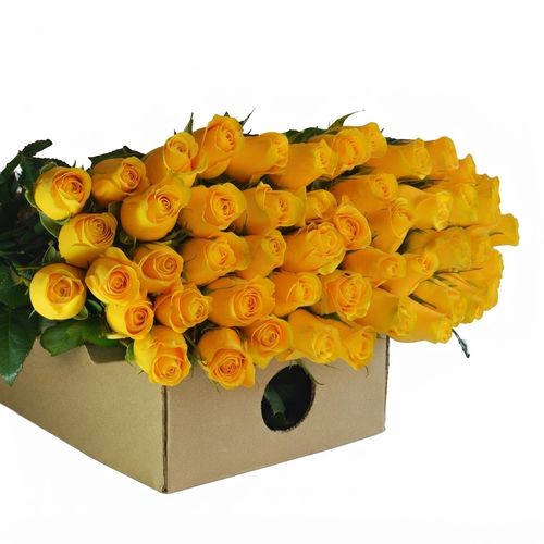50 Yellow Roses, 50cm Long Stem