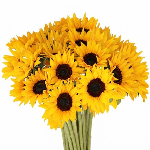 Yellow sunflowers, fifty stems