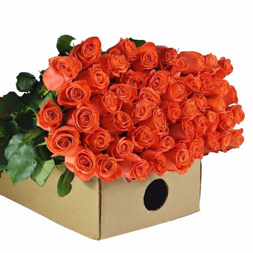 Orange roses, fifty stems
