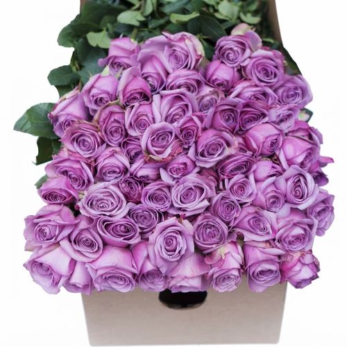 Purple roses, one hundred stems
