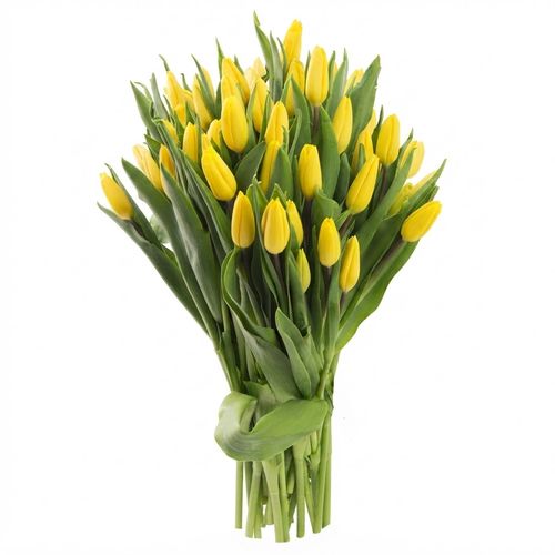 Yellow tulips, fifty stems